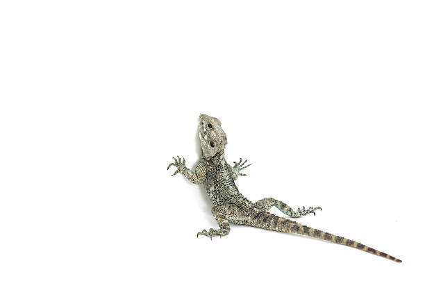 istock Lizard trying to climb the wall 466401378