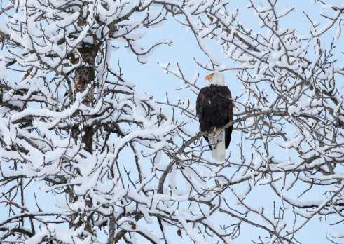 Alaskan bald eagle in winter with snow covered branches.