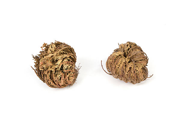 istock Rose of jericho isolated on white bakcground 466404546