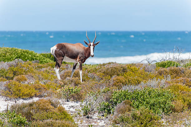 coastal landscape with antelope in summer Coastal landscape with bontebok antelope feeding on fynbos, Cape Point Nature Reserve near Cape Town, South Africa. nature reserve stock pictures, royalty-free photos & images