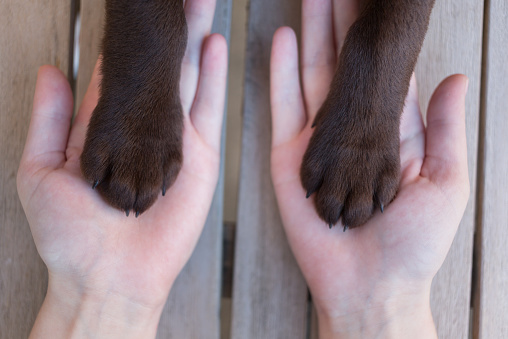 female hands with puppy pawÂ´s, very selective focus
