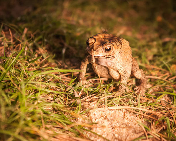 istock Portrait of a frog, Koh Samui, Thailand 466406334