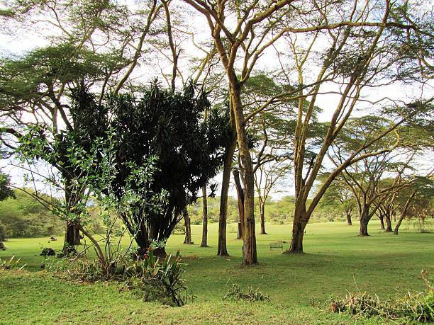 istock Recreation and Relaxation at a lodge in Kenya 466406986