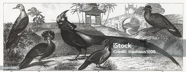 Exotic Gamebirds Engraving Stock Illustration - Download Image Now - 19th Century, Animals Hunting, Animals In The Wild