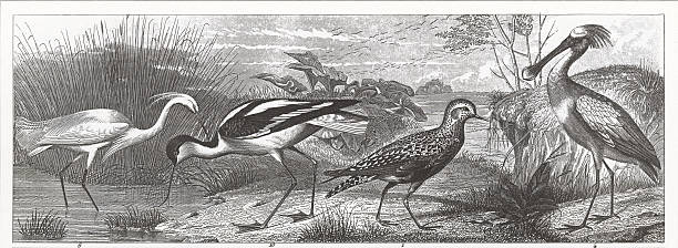 Wetland Birds Engraving Engraved illustrations of Members of the Orders Ciconiiformes, Gruiformes and Charadriiformes from Iconographic Encyclopedia of Science, Literature and Art, Published in 1851. Copyright has expired on this artwork. Digitally restored. avocet stock illustrations