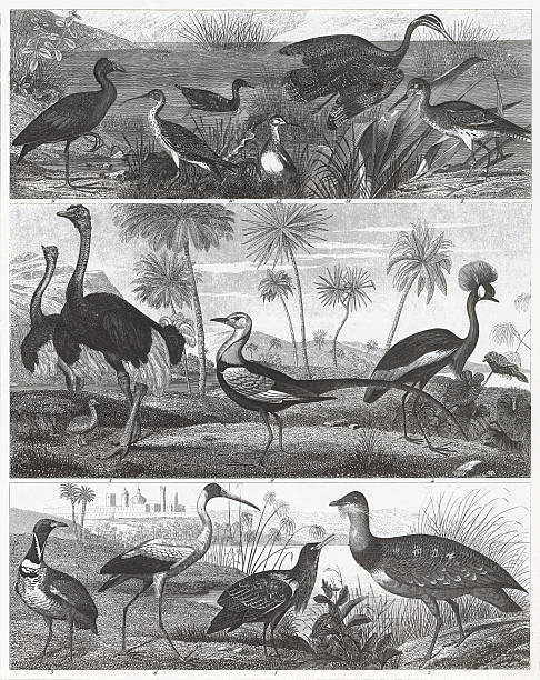 Wetland & Land Birds Engraving Engraved illustrations of Members of the Orders Ciconiiformes, Gruiformes and Charadriiformes from Iconographic Encyclopedia of Science, Literature and Art, Published in 1851. Copyright has expired on this artwork. Digitally restored. green sandpiper tringa ochropus stock illustrations