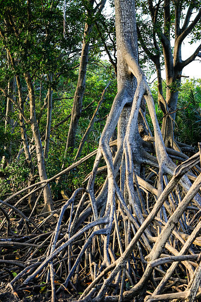 istock The roots of the mangroves 466409420