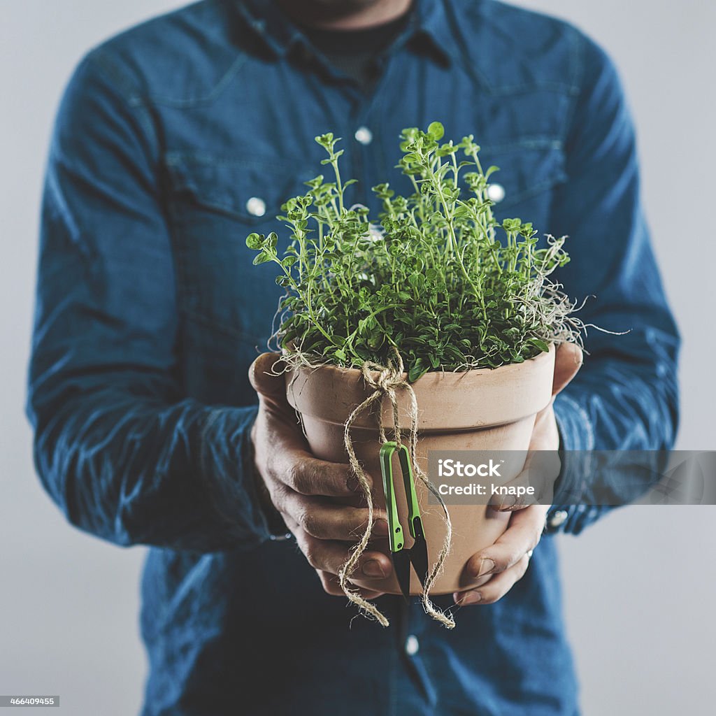 Man with a fresh plant of oregano 30-39 Years Stock Photo