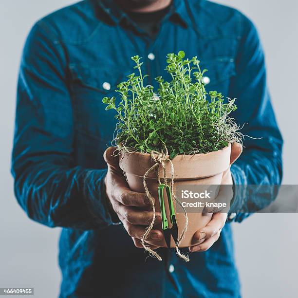 Man With A Fresh Plant Of Oregano Stock Photo - Download Image Now - 30-39 Years, 35-39 Years, Adult