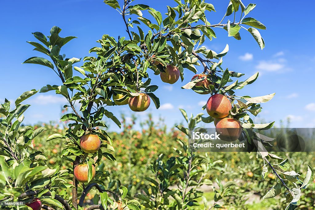 Rote Äpfel hängen auf dem Baum - Lizenzfrei Apfel Stock-Foto