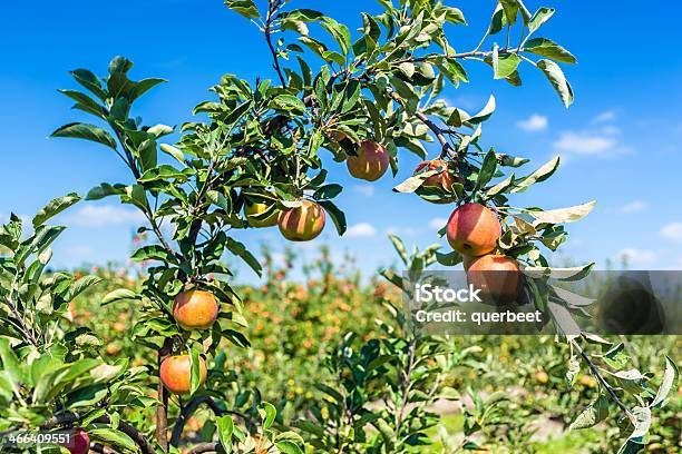 Rote Äpfel Hängen Auf Dem Baum Stockfoto und mehr Bilder von Apfel - Apfel, Apfelbaum, Apfelgarten