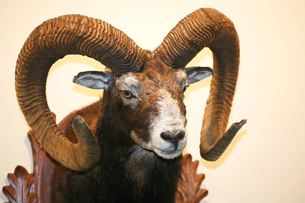 istock Closeup of moufflon skull trophy hanging on wall 466409676