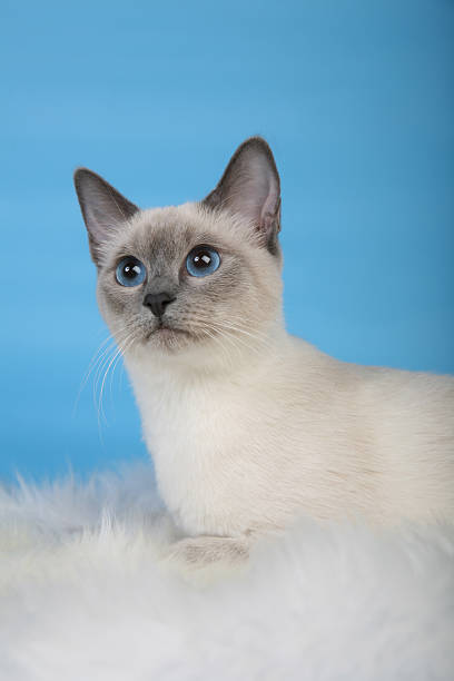 istock Female Thai cat laying vertical 466409875