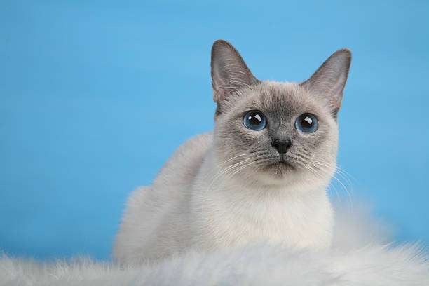 istock Female Thai cat laying looking straight 466409877
