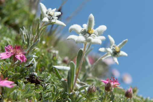 AustriaTyrolean homeland and the Edelweiss
