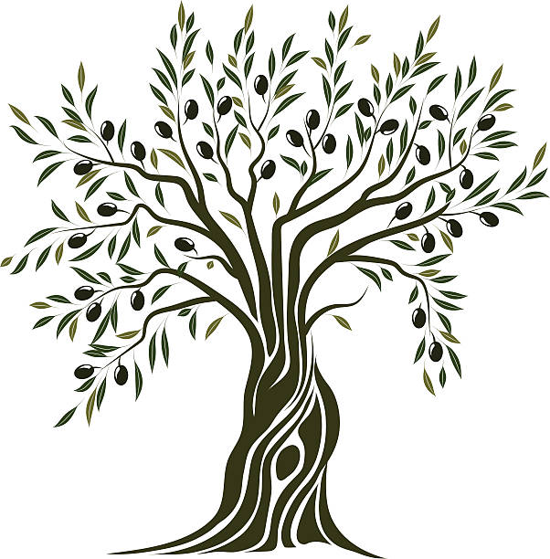 oliwne tree - olive olive tree olive branch branch stock illustrations