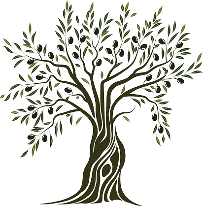 Arbre olivier dessin
