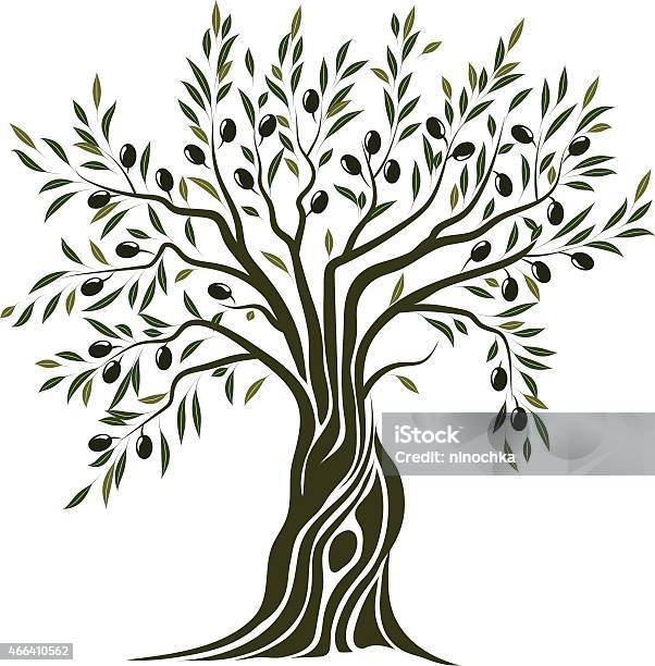 Olive Tree Stock Illustration - Download Image Now - Olive Tree, Tree, Olive - Fruit