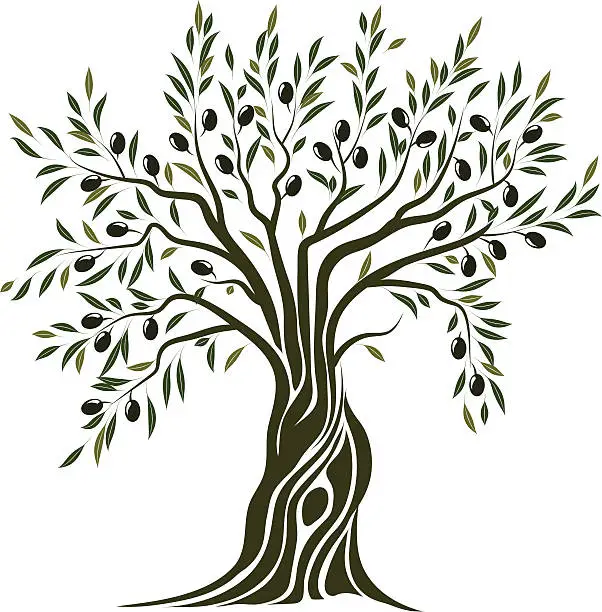 Vector illustration of Olive Tree