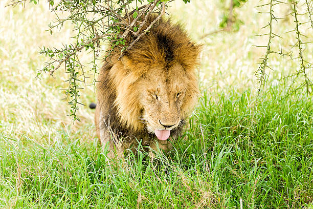 istock Lion at wild - very tired under hot weather 466413047