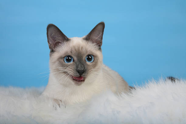istock Female Thai cat laying meowing 466413111