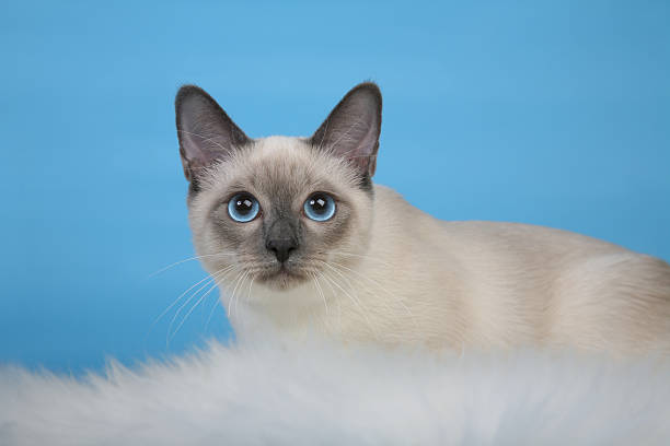 istock Female Thai cat laying hunting 466413115