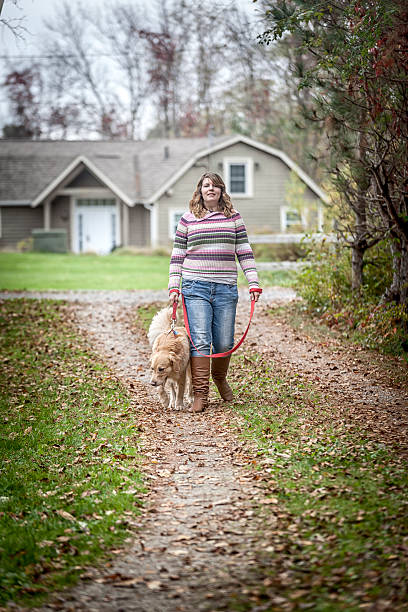 istock Walking a Golden Retriver on  Leash 466413147