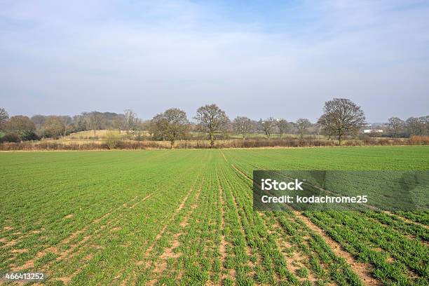 Field Stock Photo - Download Image Now - 2015, Agricultural Field, Agriculture