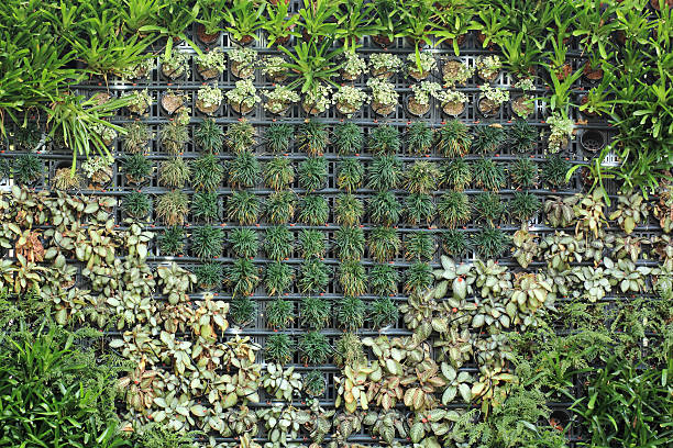 istock Heart Shaped Plant of leaves 466413311