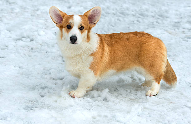 cardigan corgi galés en la nieve. - dachshund dog reliability animal fotografías e imágenes de stock