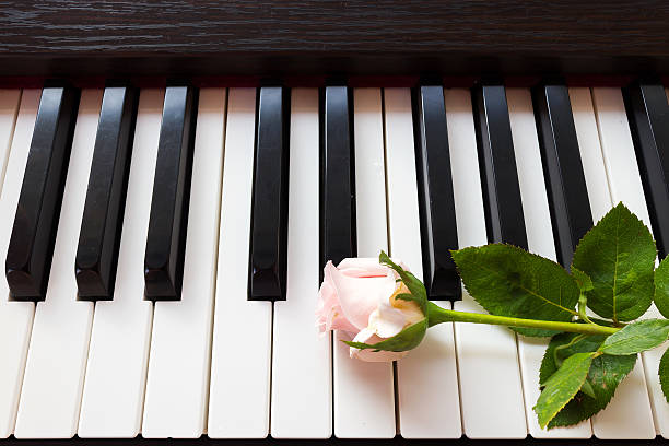istock Pink rose on piano keyboard. 466413908