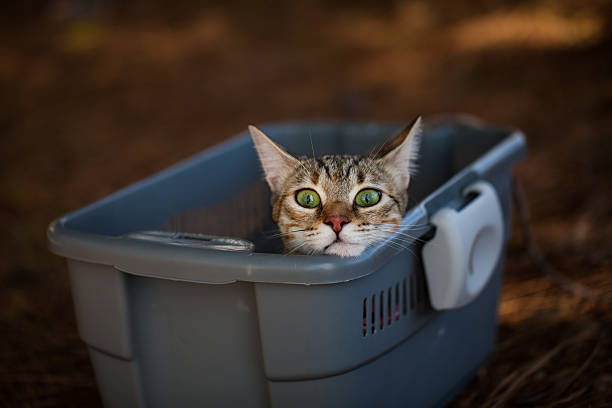 istock Cat in the box, outdoor 466413918