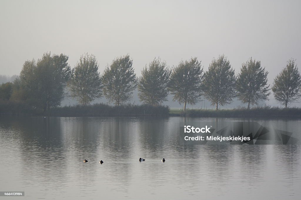 lake with ducks Lake with ducks and row of trees Bird Stock Photo