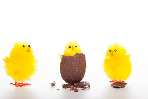 Easter chicken baby coming out a chocolate egg 