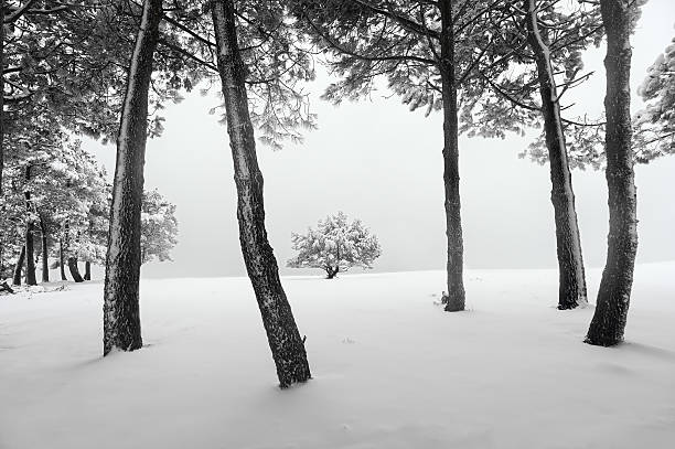istock winter landscape with snowy forest 466414180