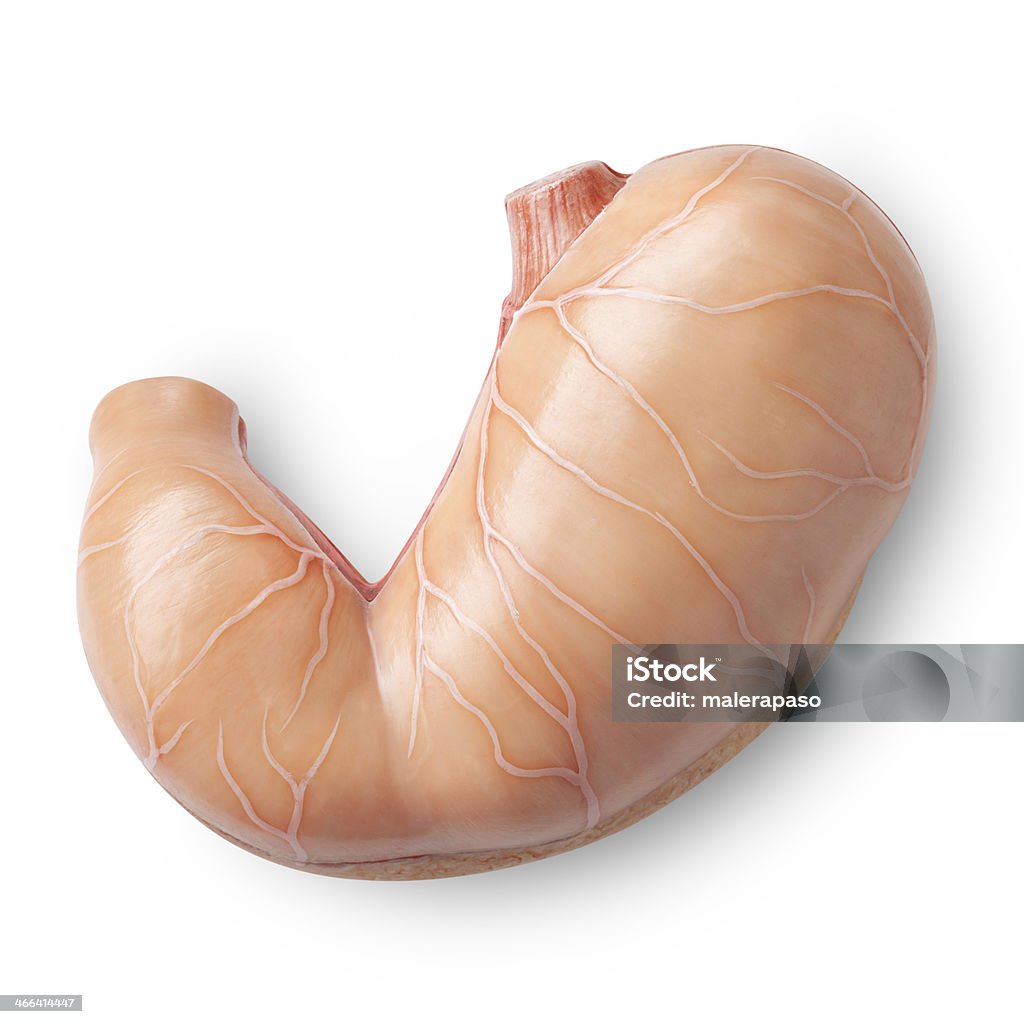 Stomach. Human anatomy model. Human stomach. Human anatomy model. Photo with clipping path. Abdomen Stock Photo