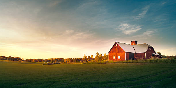 Summer field with red barn Swedish nature and landscape. barn photos stock pictures, royalty-free photos & images