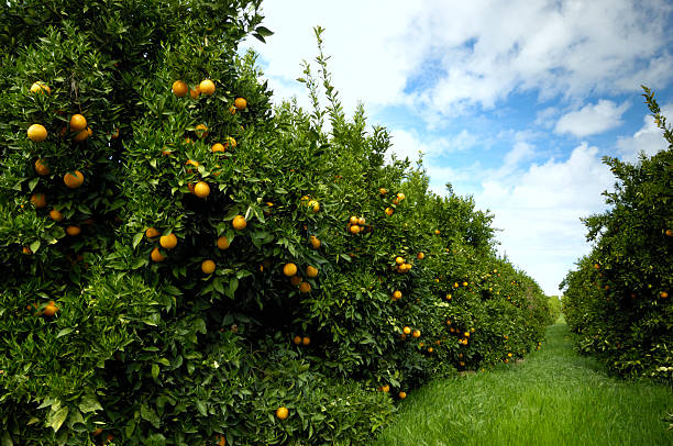 istock Orchard of Navel Orange Trees 466414875