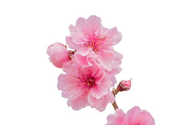 istock Pink cherry blossom (Sakura) on isolated background 466414898