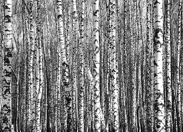 istock Sunny trunks of birch trees black and white 466415248