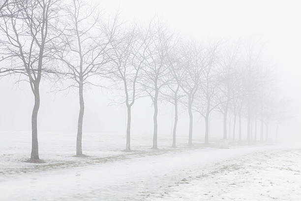 istock Fog in the morning in the park 466415592