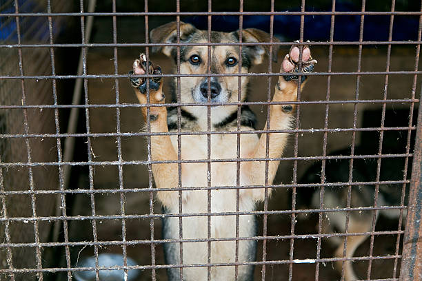 Homeless dog waiting for a new owner in the shelter stock photo