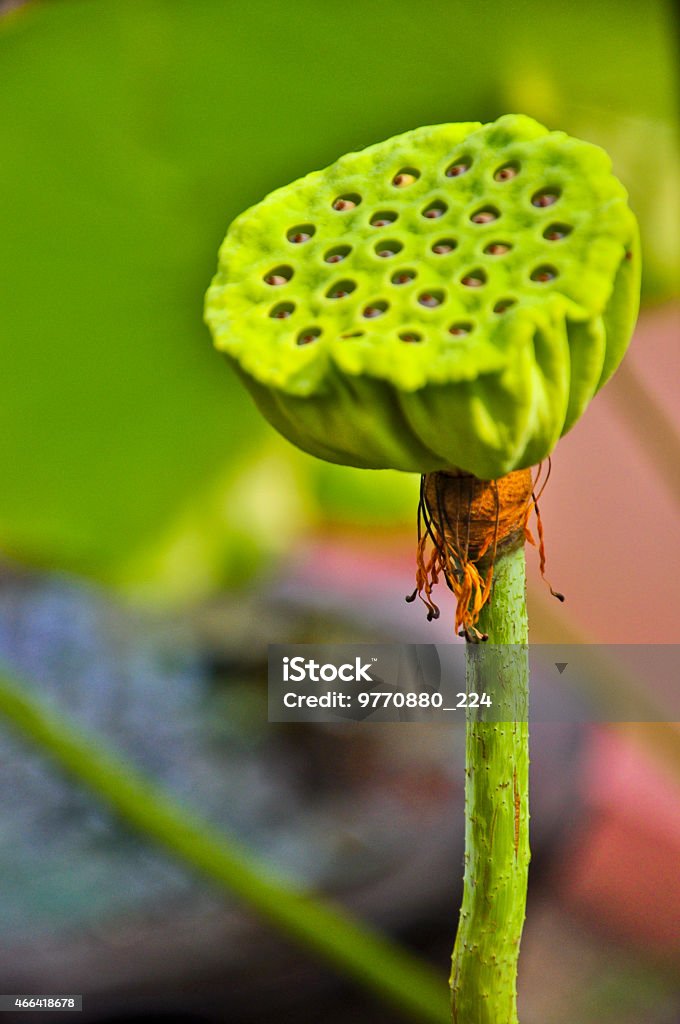 Beautiful lotus seeds,close up 2015 Stock Photo