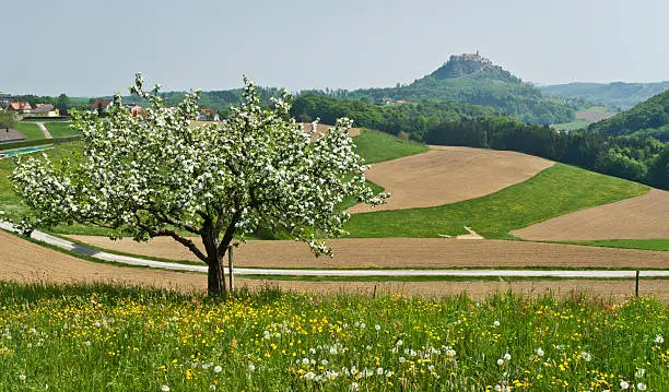 Spring landscape with flowering apple tree and castle Riegersburg in background.Austria.