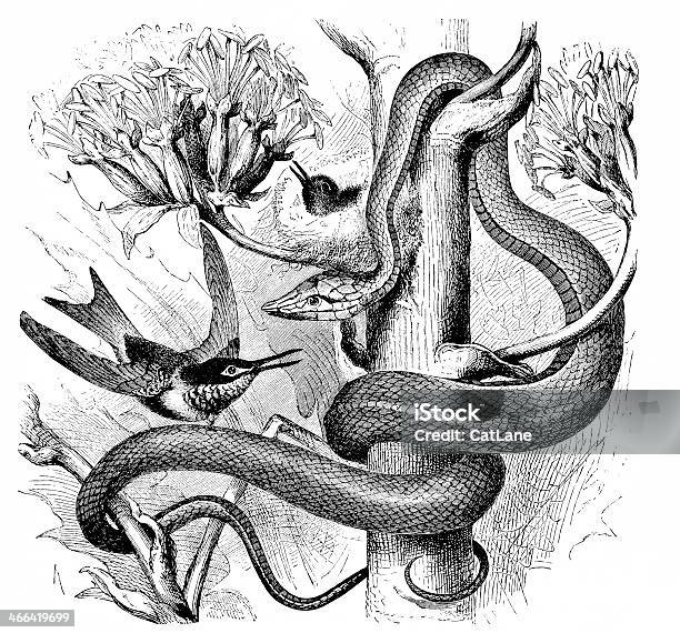 Snake And Bird In Tree Victorian Illustration Stock Illustration - Download Image Now - Magpie, Etching, Snake