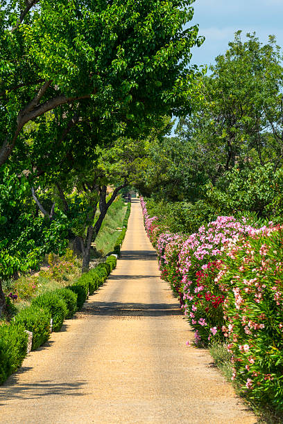 istock Vineyards in Languedoc-Roussillon 466422563
