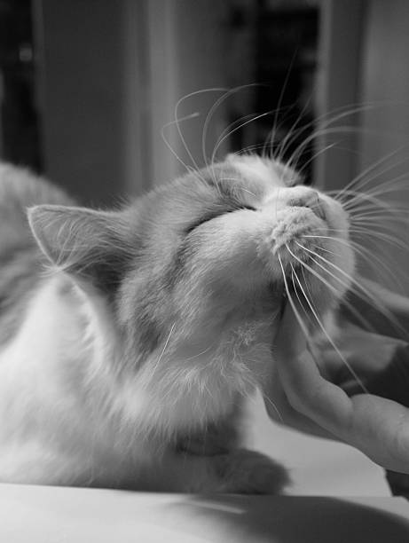 Relaxation cat in black and white