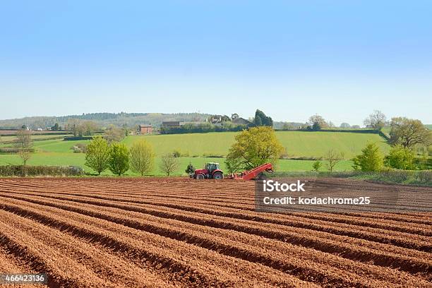 Crops Stock Photo - Download Image Now - 2015, Agricultural Field, Agriculture