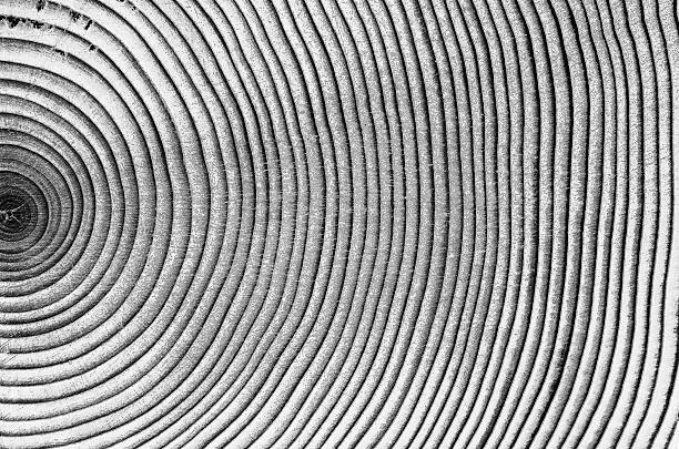 Black and white Tree Wood Rings Close-up of a wood growth rings in black and white...  with copy space. vascular bundle stock pictures, royalty-free photos & images