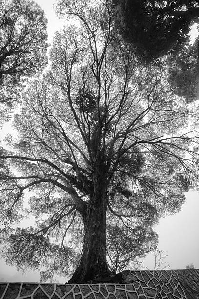 istock giant tree on a misty morning on Penang hill 466424034